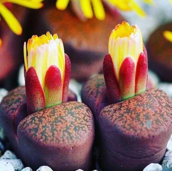 多肉生石花好看视频,多肉生石花开图