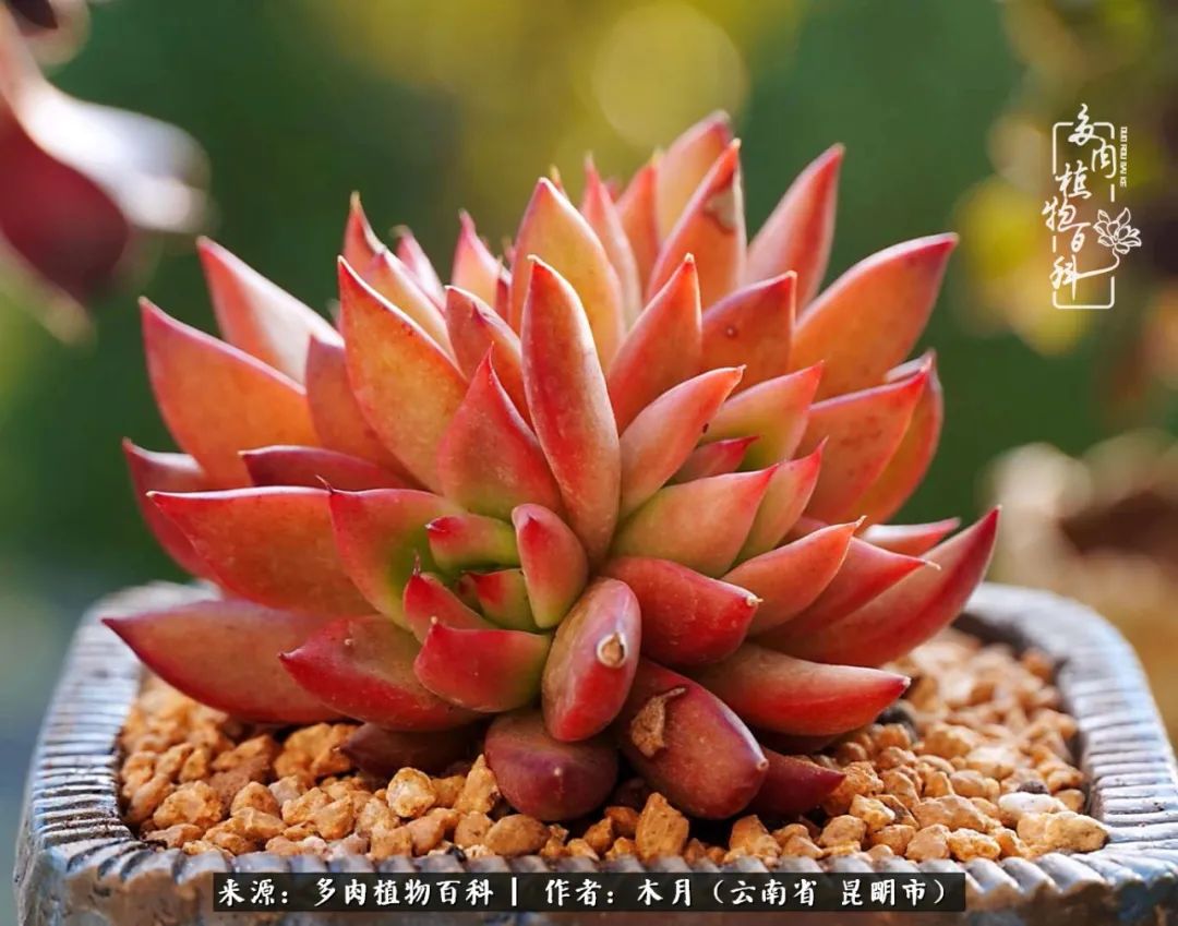 浅冬多肉，终有美好在等候