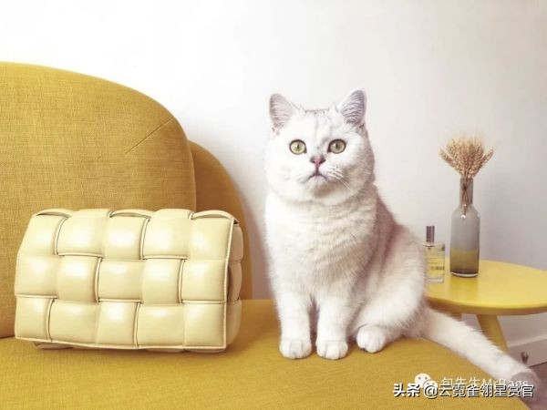 超好看的宠物包,好看又大的宠物包