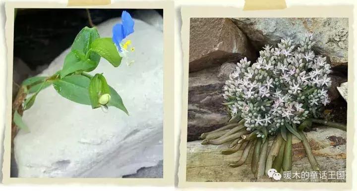 那是我的故乡英文,那是我的故乡完整版