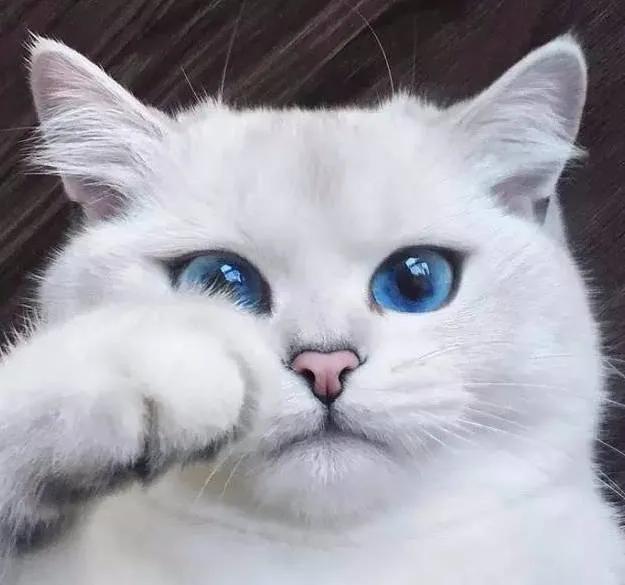 猫咪眼中的漂亮猫咪是什么样的,猫咪猫眼照片