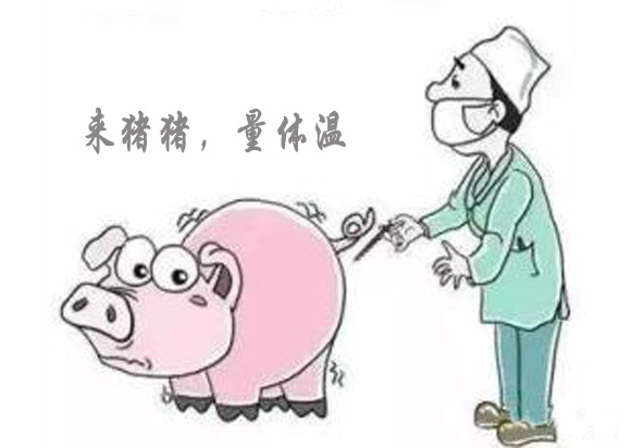 猪体温37.6度不吃站不起怎么办,猪体温38-39左右不吃怎么治疗