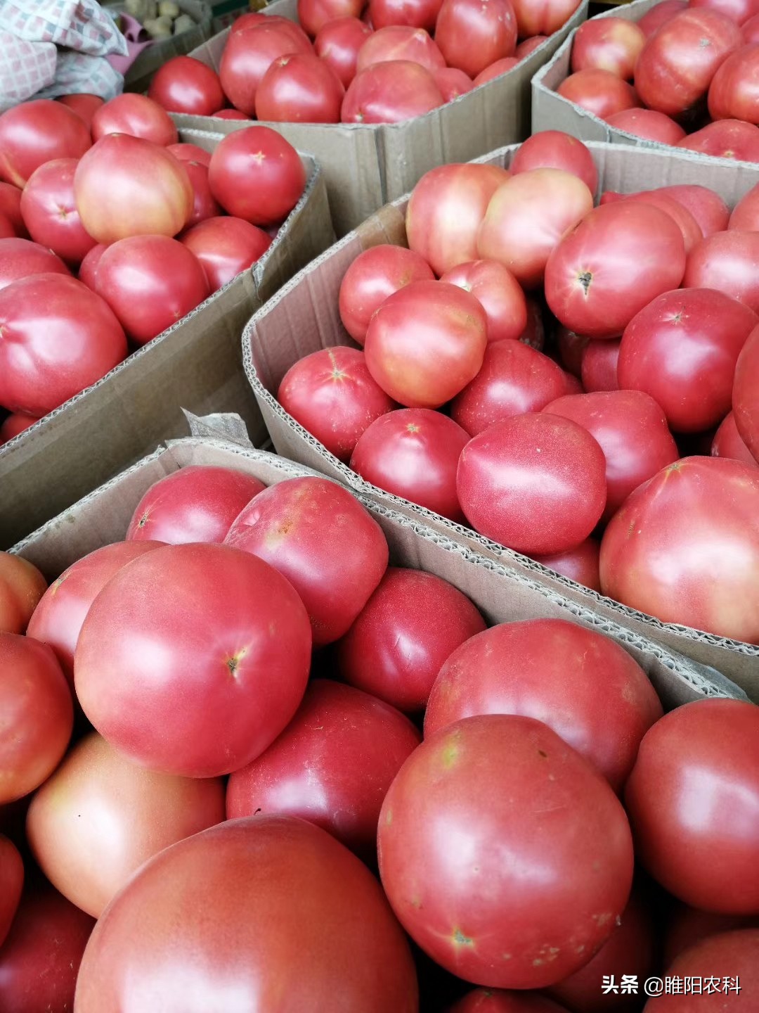 蔬果保鲜剂可以保存多长时间,果蔬保鲜剂使用方法视频