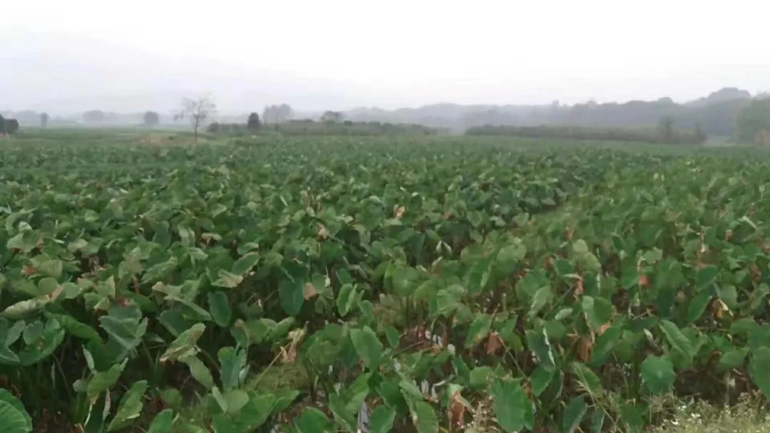 桂北传统村落,桂北古村在哪里