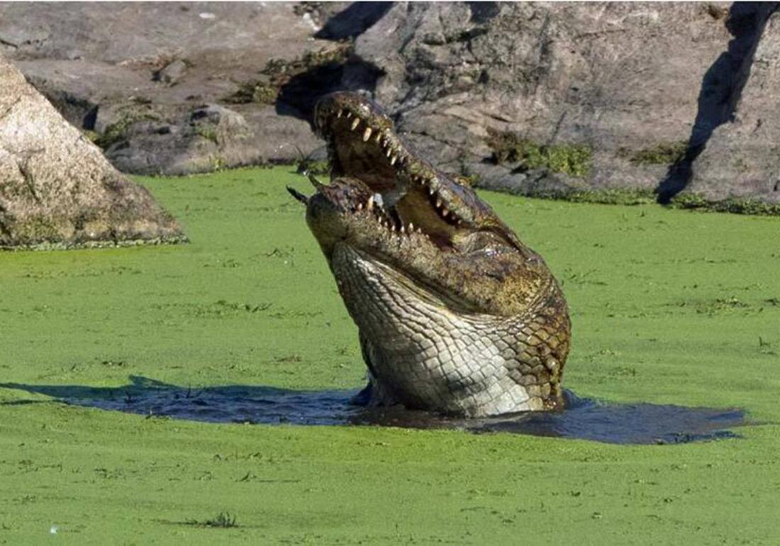 养殖鳄鱼的禁忌有哪些东西,鳄龟处理不干净有毒吗