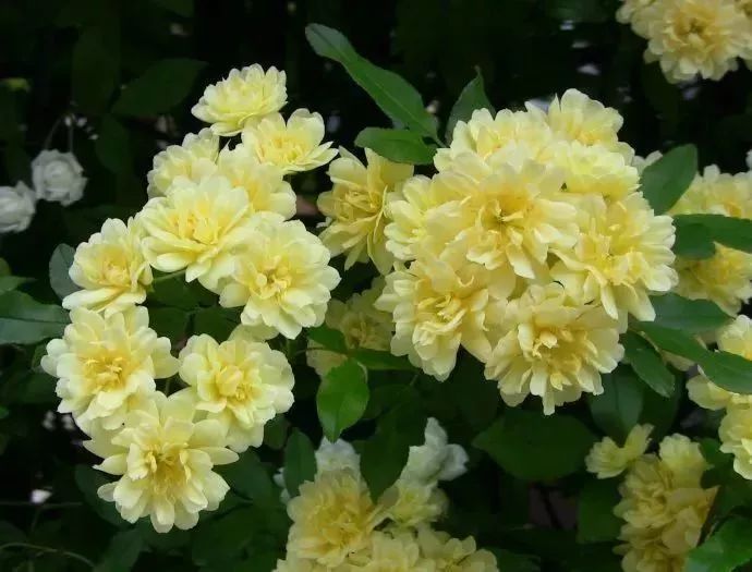 看到花的时候,不知是什么花?那就收下这份百花图谱