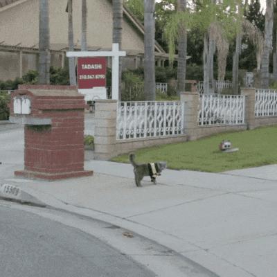 搞笑gif段子因为爱情所以共患难,搞笑gif段子小伙子你谈恋爱了吗