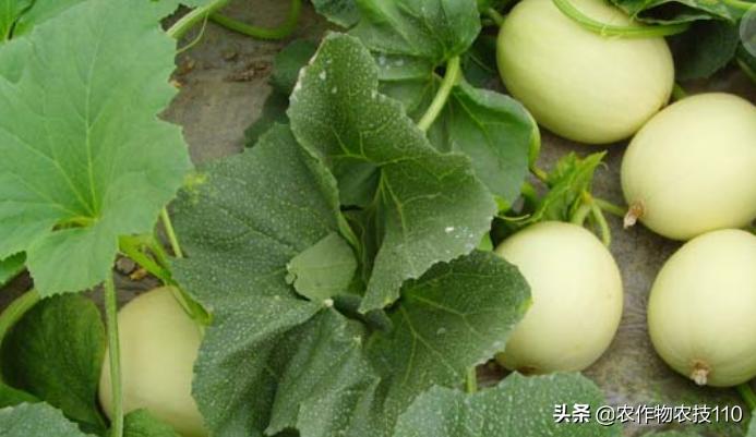 2021年温室大棚甜瓜种植技术,最好的大棚甜瓜种植方法