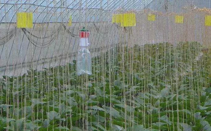 五种常见的杀虫剂介绍视频讲解,杀虫剂科学使用指南第2版