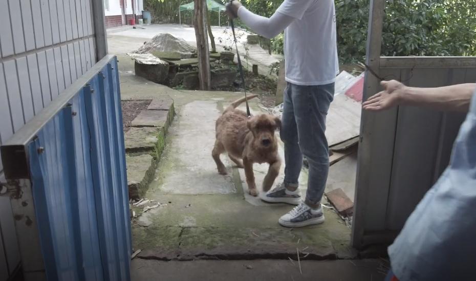 被救助的金毛弃养犬,被领养的金毛怎么处理最好