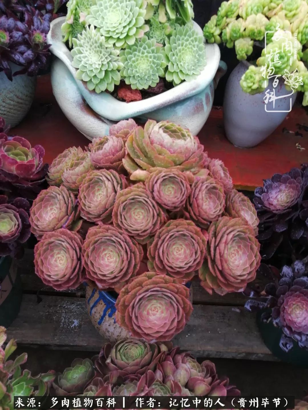 我心中的玫瑰原唱,我心中的玫瑰全部歌曲