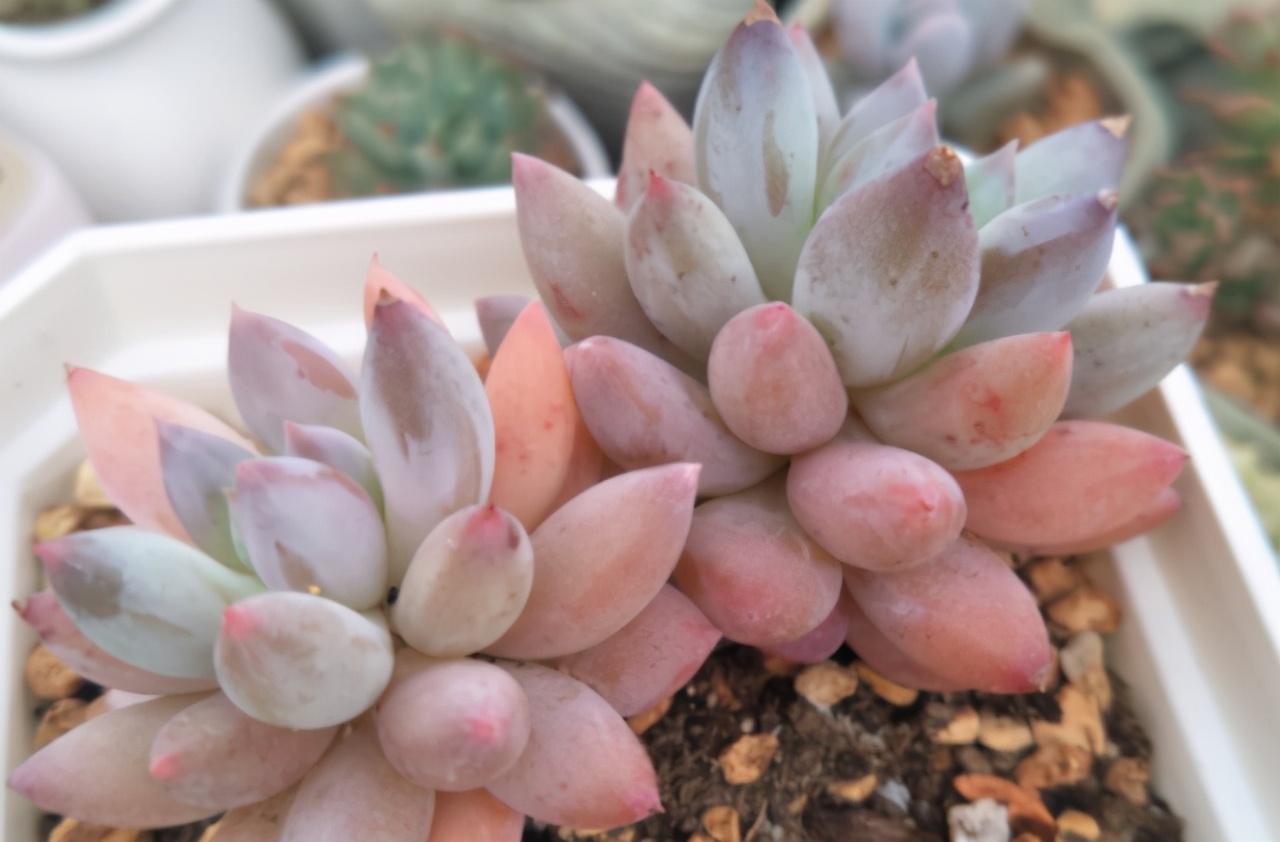 如何抢救叶子枯黄的植物,怎样救活多肉植物