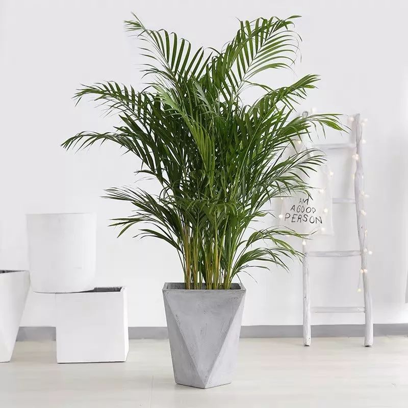 十大卧室养殖吸甲醛净化空气绿植,净化甲醛最有效绿植盆栽