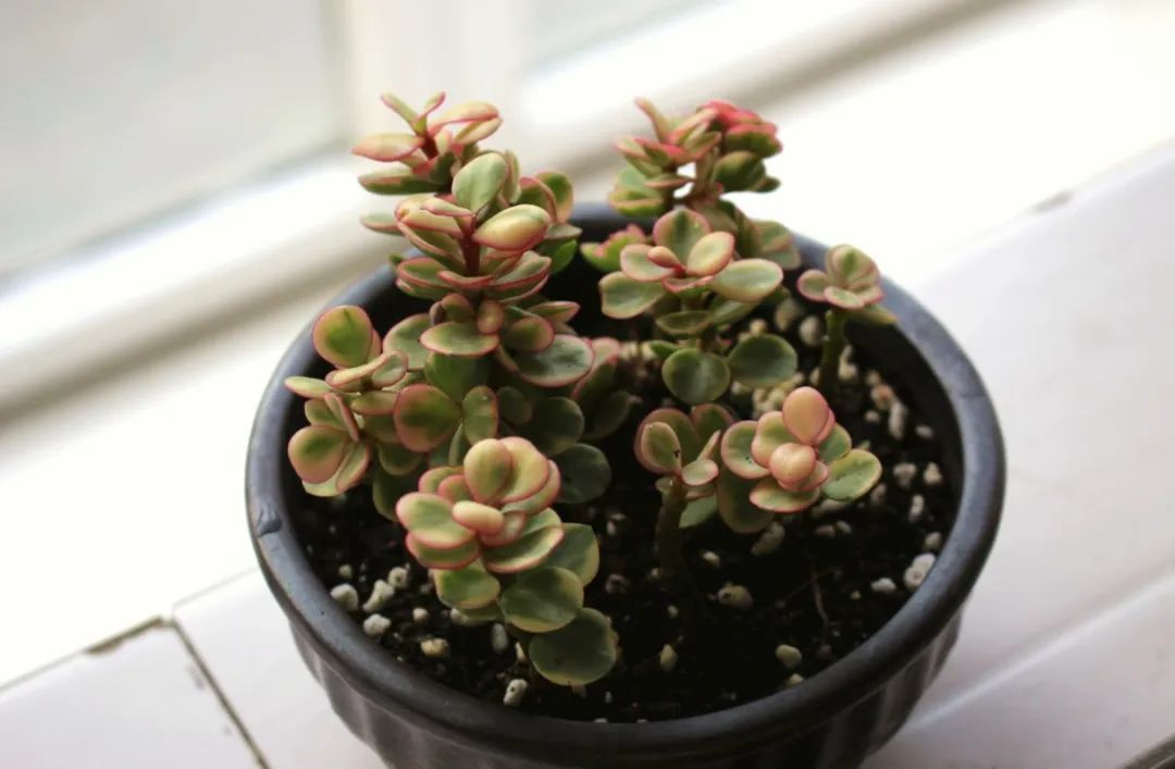 雅乐之舞多肉怎么开花,雅乐之舞多肉怎么才会开花