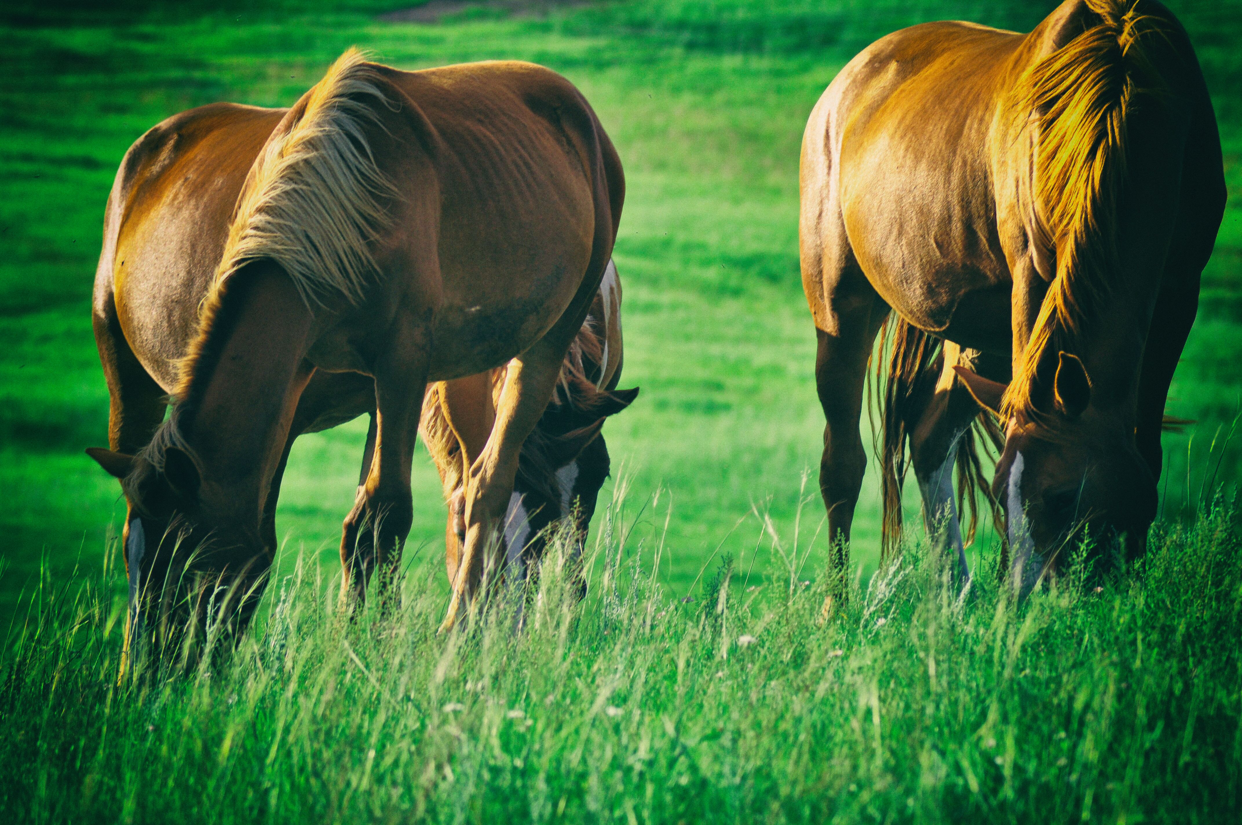 东北游记攻略,东北游记最新视频