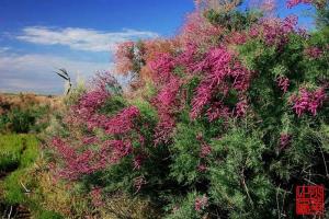 石河子返疆政策,石河子疆内旅行