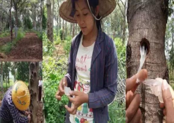 缅甸燕窝好吗,缅甸老燕窝