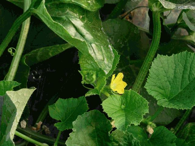 不甜不要钱！白玉甜瓜火了，脆嫩香甜多汁！全家老小都爱吃