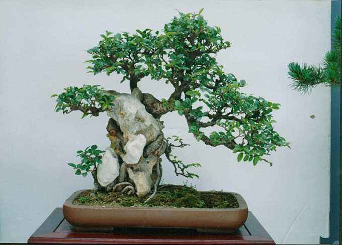 榔榆叶子发黄脱落,榔榆盆景干枯了怎么办