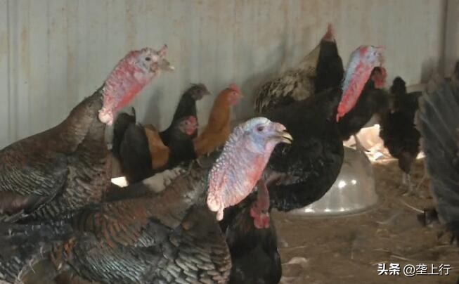 24岁小伙养鸡创业一年纯收入560万,胖小伙回家养鸡一年狂赚80万
