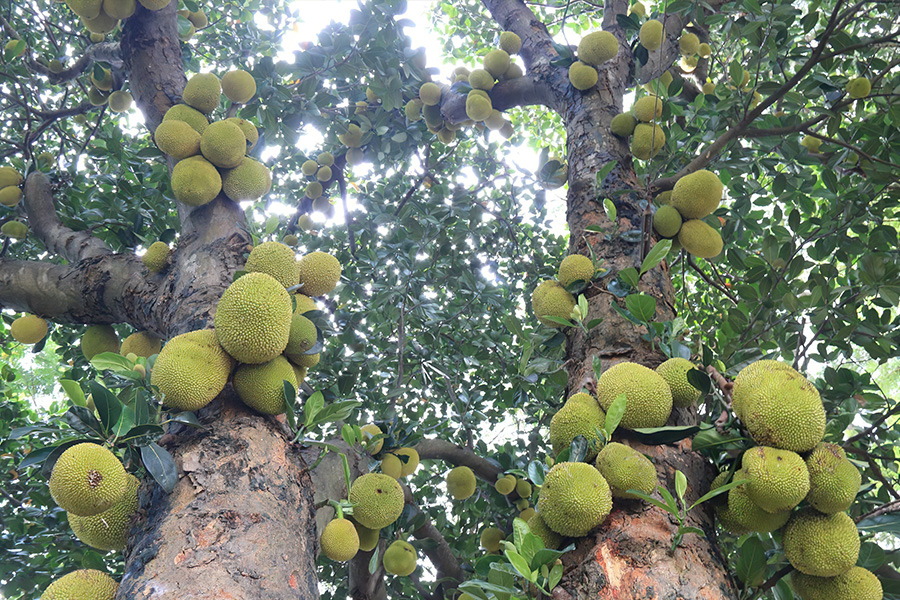 专业种植大树菠萝,种植菠萝收入高不高