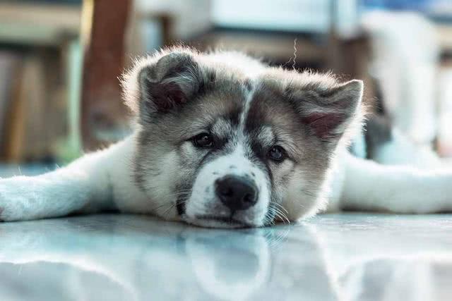 狗狗在什么情况下会有寄生虫,狗狗体内有寄生虫会出现哪些症状