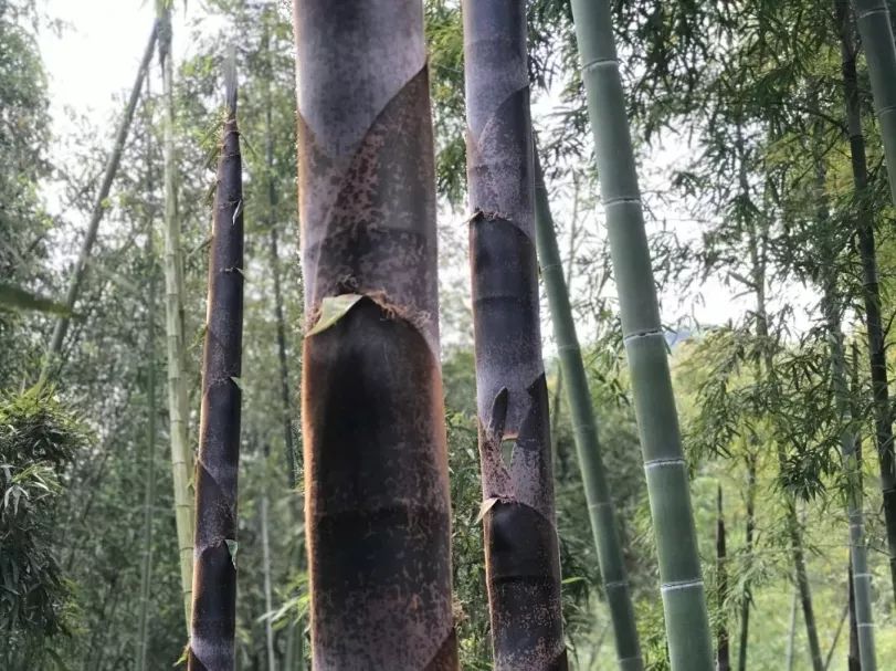 【鑫富纪实】国医院士″李兰娟