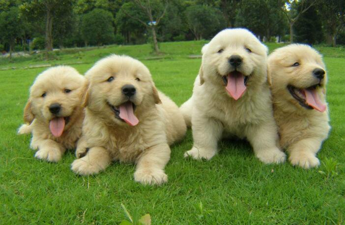 金毛幼犬如何训练定点大小便,4个月金毛定点大小便