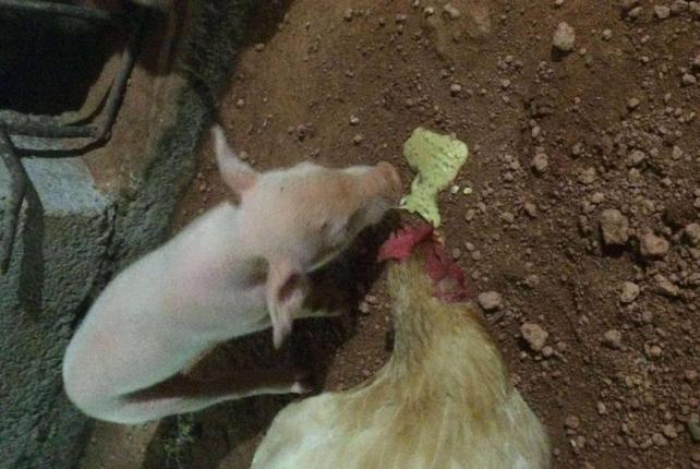 新生仔猪呕吐的原因和治疗方法,仔猪呕吐是什么意思