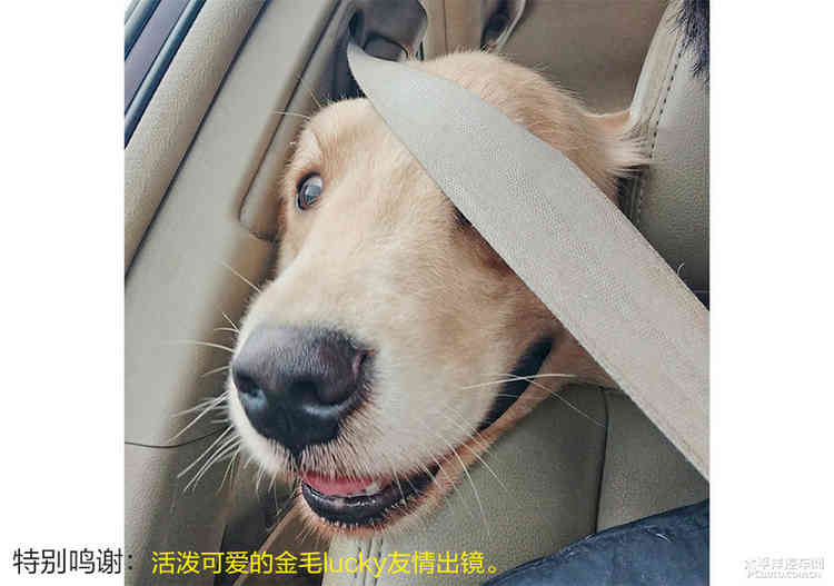 避之唯恐不及车撞死狗后该如何处理？