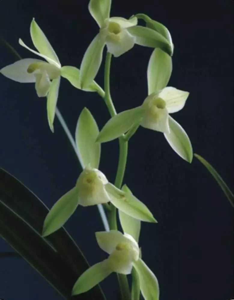 养兰新手用啥盆,最简单的养兰植料