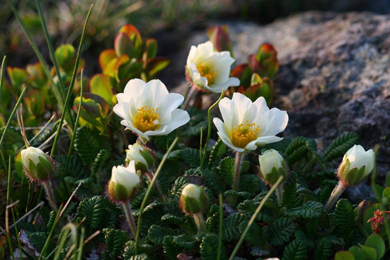 猛犸象灭绝时间之谜,猛犸象是在冰河时期灭绝的吗