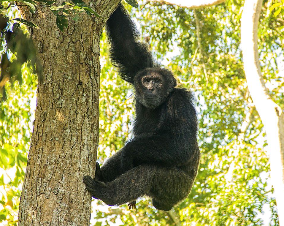 黑猩猩为什么吃掉幼崽,母猩猩咬死幼崽的原因