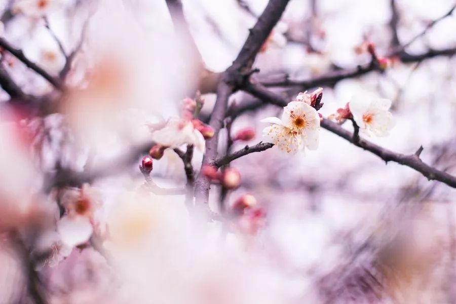 又是全国第一!华中农业大学,全体武汉人的骄傲