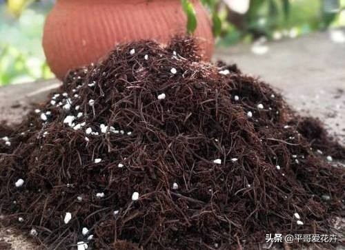 12月底,学会自制3种“营养土”,来年换盆肥效足、土壤疏松透气