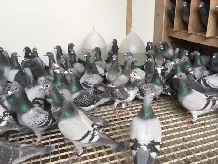 如何引进优秀的赛鸽,如何选拔优秀的鸽子