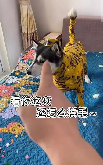 博美怀孕了会怎样,二哈让博美怀孕