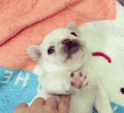 可爱可奶呆萌的小奶狗,可爱呆萌小奶狗