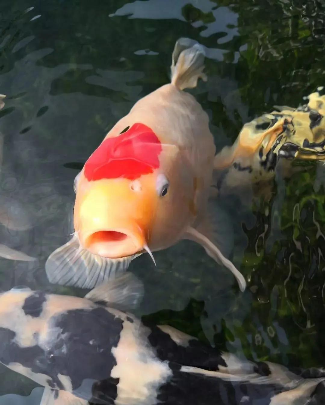 养鱼六大坑你中了几招,养鱼走过的雷区