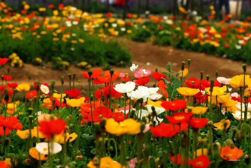 张北最美的景区是哪里,最美的草原自驾游路线攻略