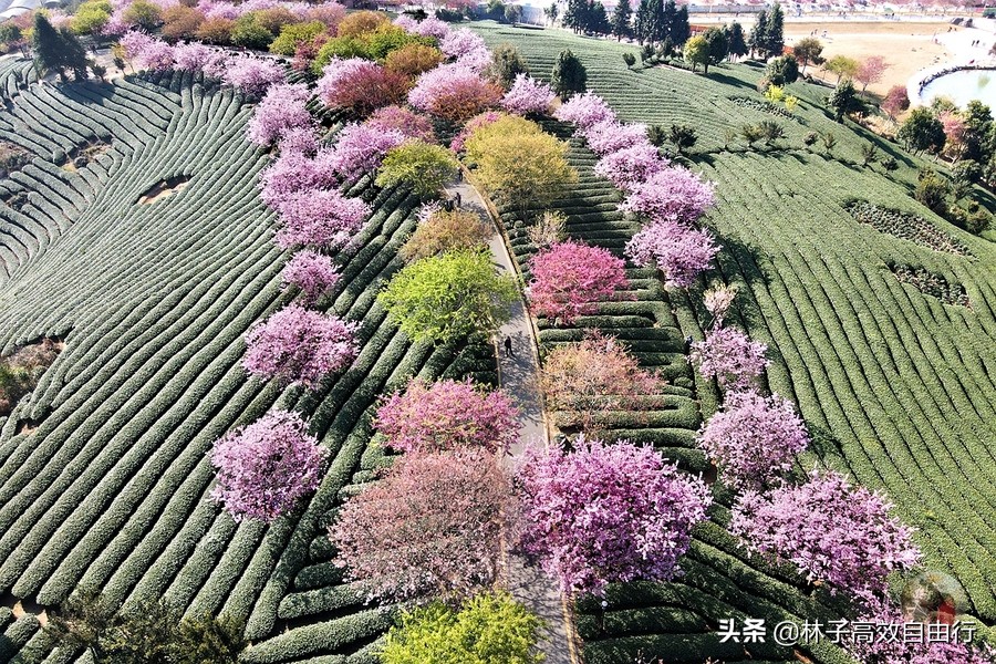 千亩茶山，十里樱花，永福樱花正值颜值巅峰，看完这篇绝不踩坑