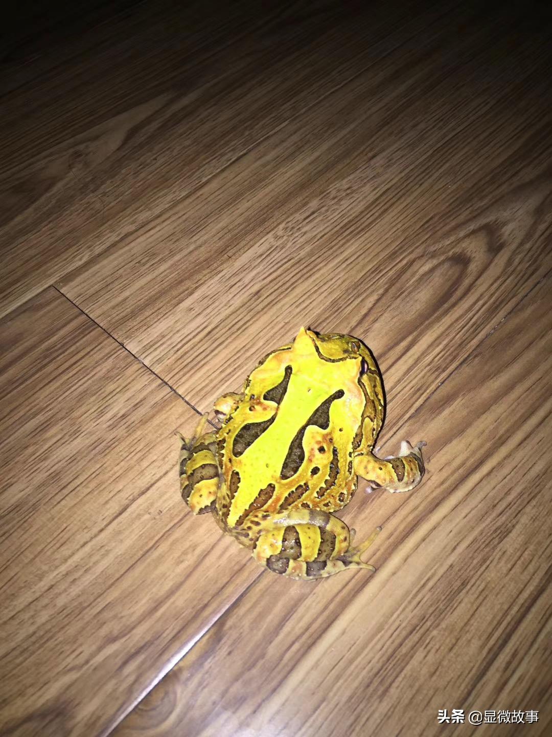 不粘人、难伺候、长得丑，但我就要养它