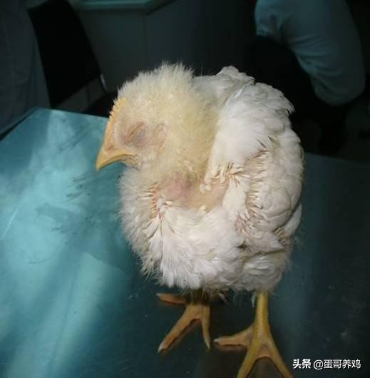 秋季养鸡要防肠毒综合症,鸡得了肠毒综合征怎么治