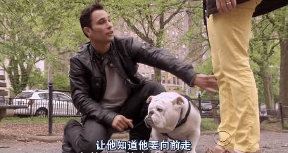 猫狗吃醋打架,吃醋的猫狗