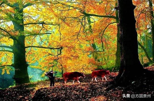 贵州最富裕的县城有哪些,贵州最富裕的县是哪个