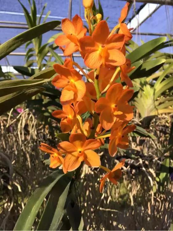 最好养爱开花的兰花,四季能开花的兰花有哪些