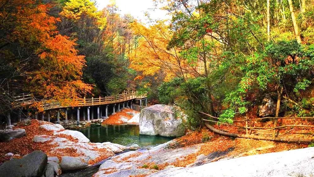 1011月错过它们,等于错过整个秋天!人少清净,随手一拍都是大片