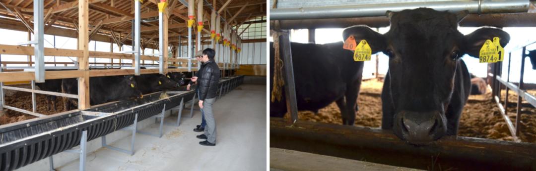 日本和牛哪个级别口感最好,日本和牛优势