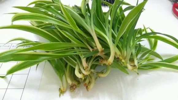 种花一年四季都能生根,冬天种花枝条多久生根