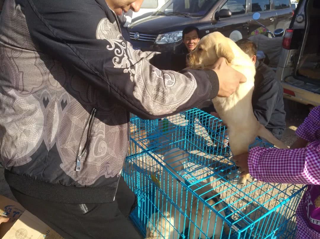 拉布拉多批发价,拉布拉多犬100元出售